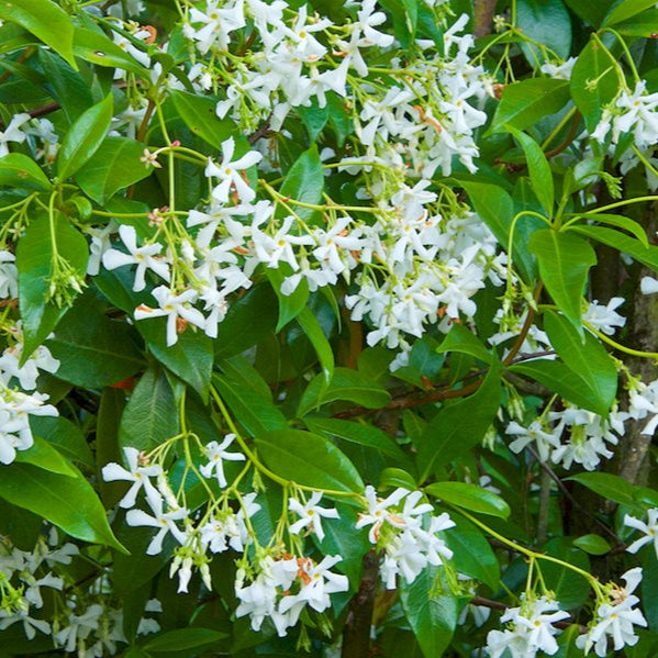 Jasmine 'Star' - 1 Gallon - #3615
