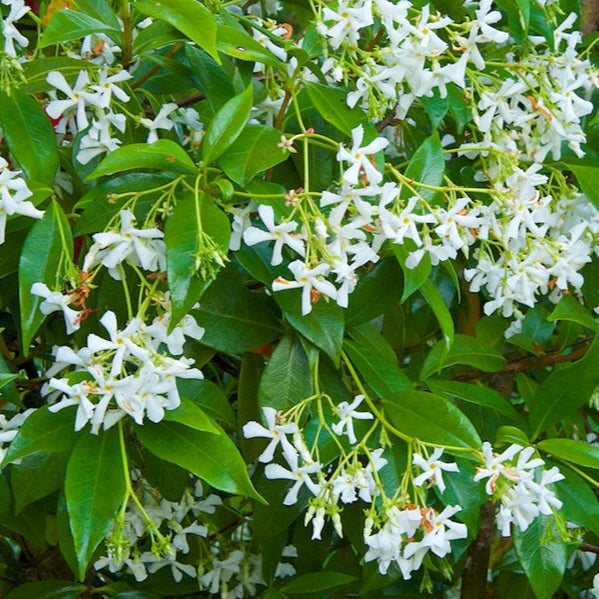 Jasmine 'Star' Staked - 1 Gallon - #1292