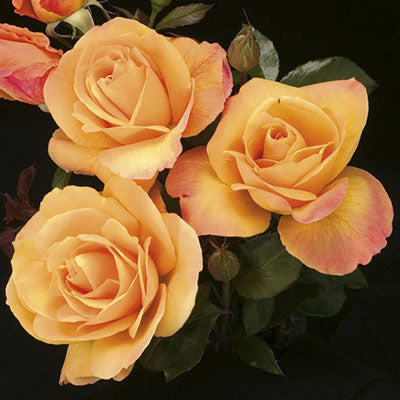 Rose Strike It Rich - Grandiflora - TNP - #29773