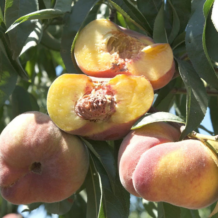 Sugar Tiger Peach - Grow Bag - #32657