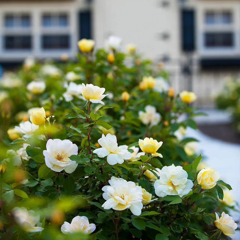 Sunny Knock Out Rose - 2 Gallon - #32948