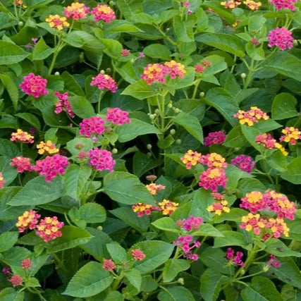 Lantana Compact 'Teenie Genie' - 1 Gallon - #24176