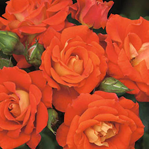 Rose Top of the World - Climber - TNP - #27812
