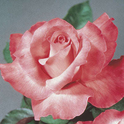 Rose Touch of Class - Hybrid Tea - TNP - #29775