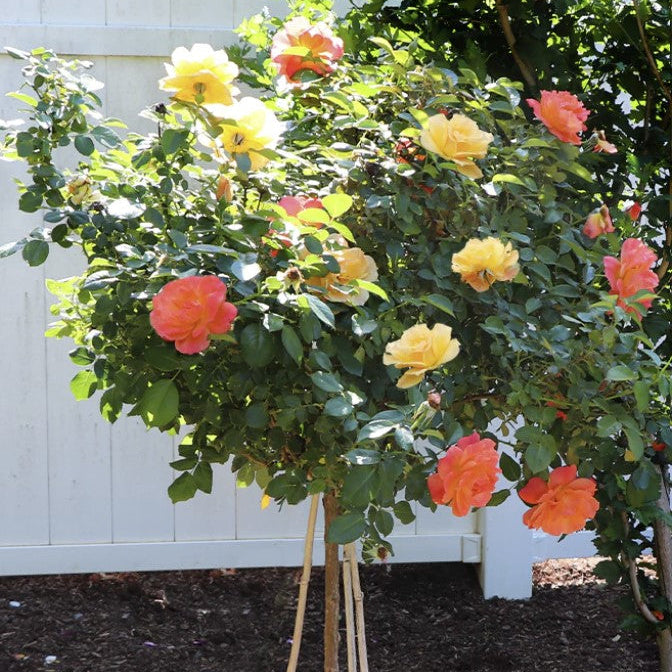 Rose Tree Easy Going & Livin' Easy - 36" - 15 Gallon - #32583