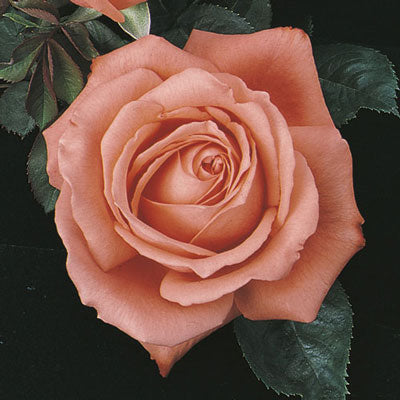 Rose Tropicana - Hybrid Tea - TNP - #27438