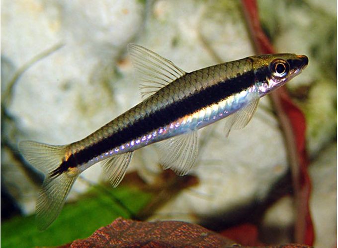Siamese Algae Eater - #31208