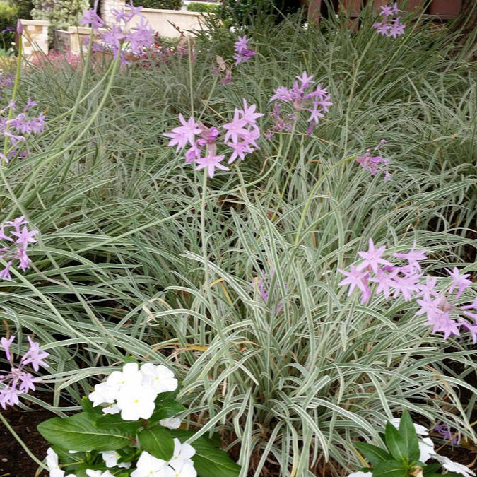 Society Garlic 'Silver Lace' - 1 Gallon - #21880