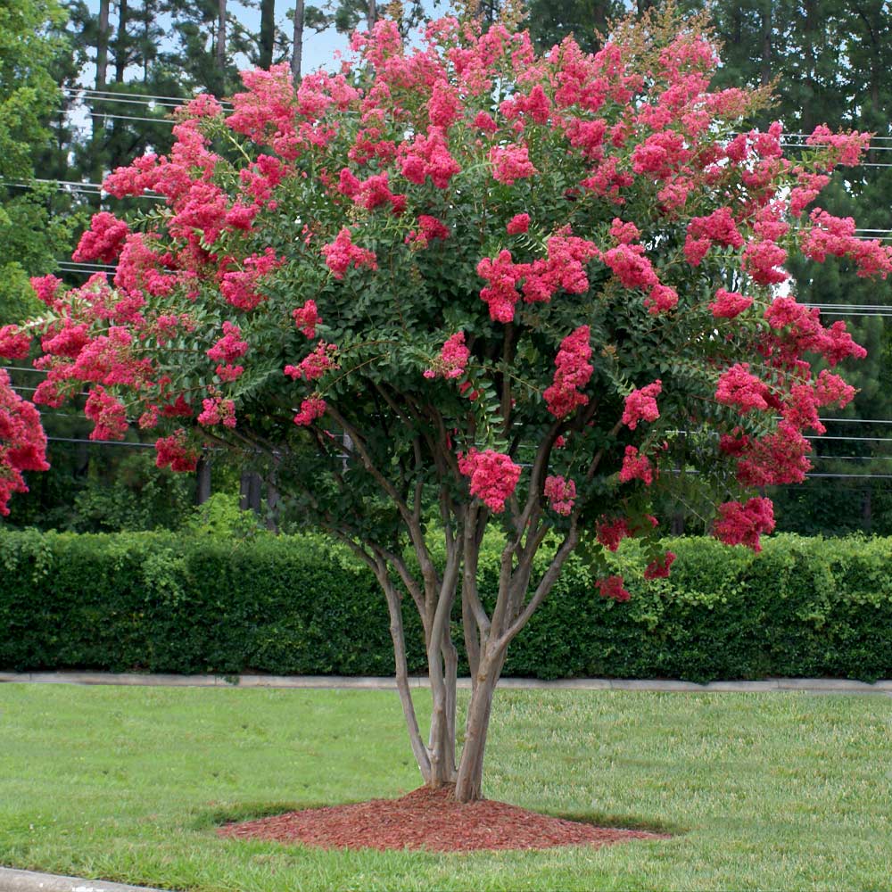 Assorted Crape Myrtle - 45 Gallon