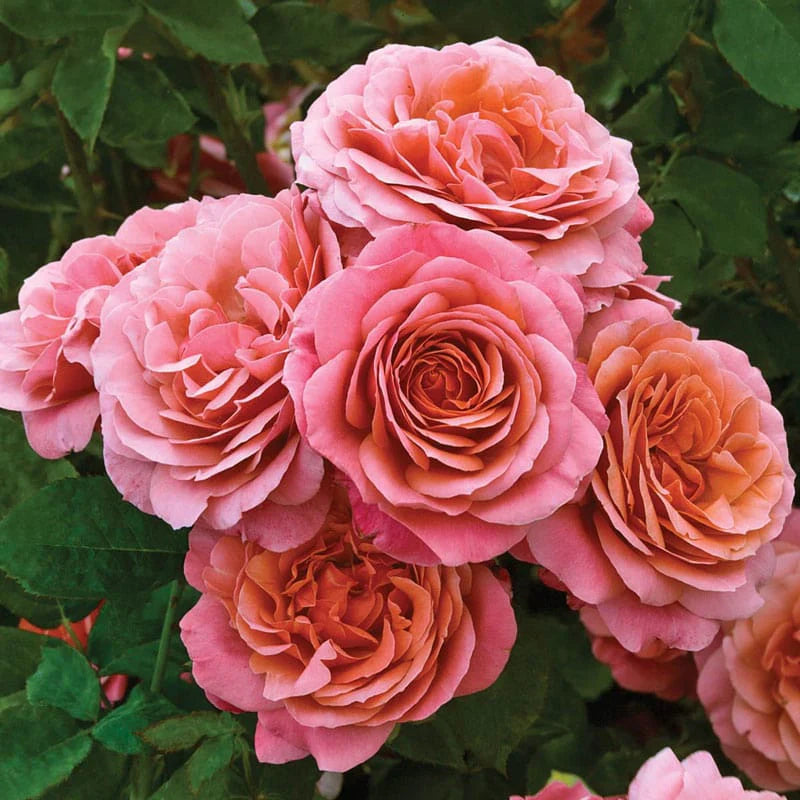 Rose Uptown Girl - Grandiflora - TNP - #29776