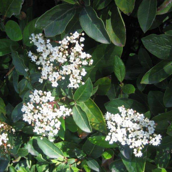 Spring Bouquet Viburnum - 5 Gallon - #315