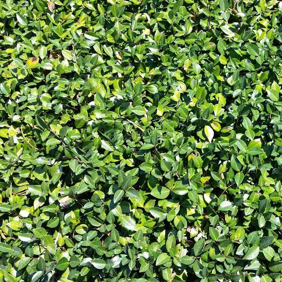 Vinca 'Common Periwinkle' - 1 Gallon - #599