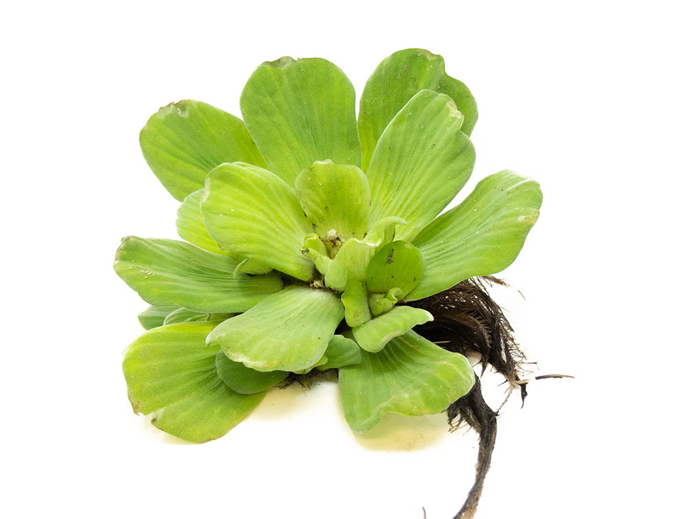 Water Lettuce Large - 1 Bunch - Carolina Aquatics - G&H Goldfish - #31220