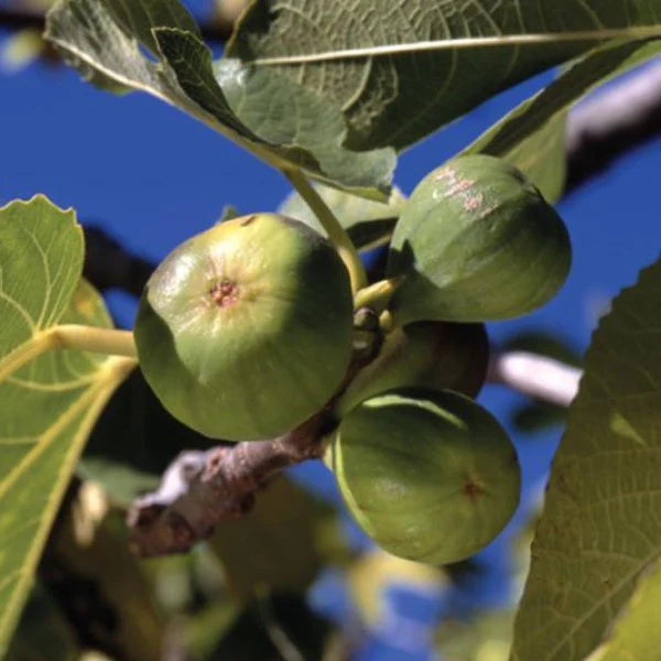 White Kadota Fig - 15 Gallon - #219