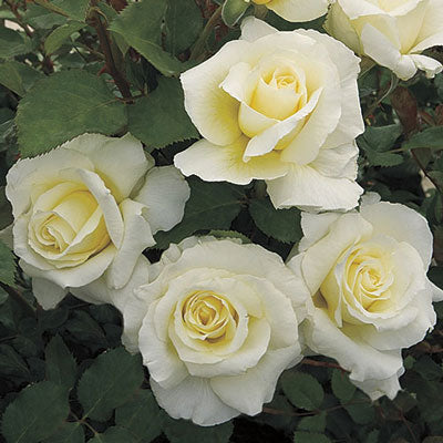 Rose White Licorice - Floribunda - TNP - #29777