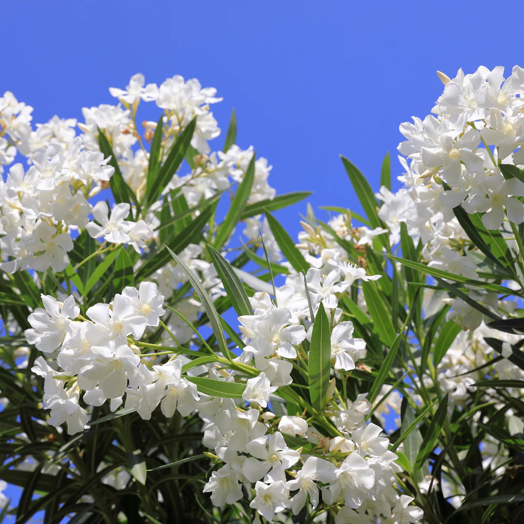 White Oleander - 5 Gallon - #11641