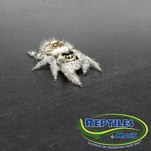 Regal Jumping Spider