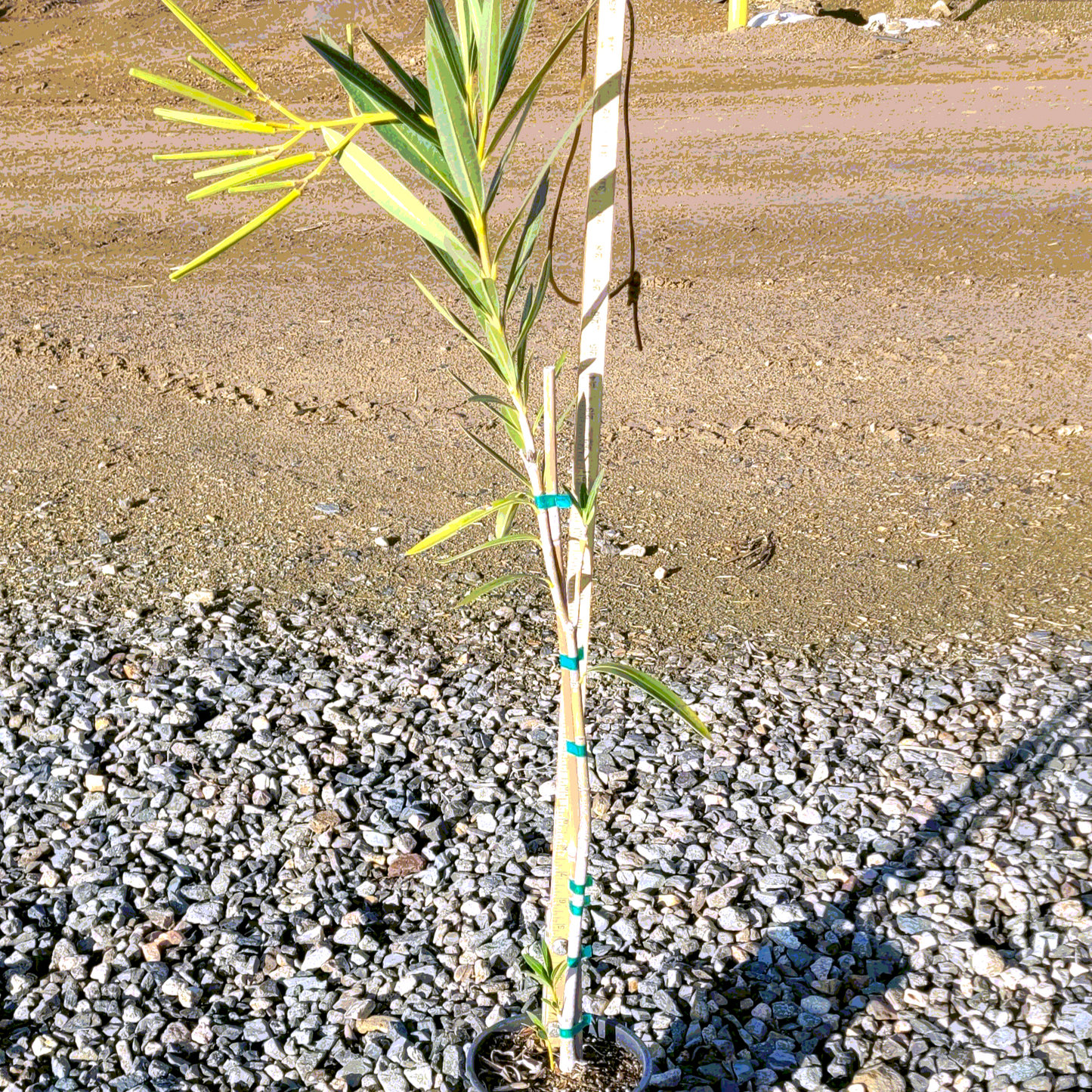 Oleander 'White' Tree Form - 1 Gallon - #583