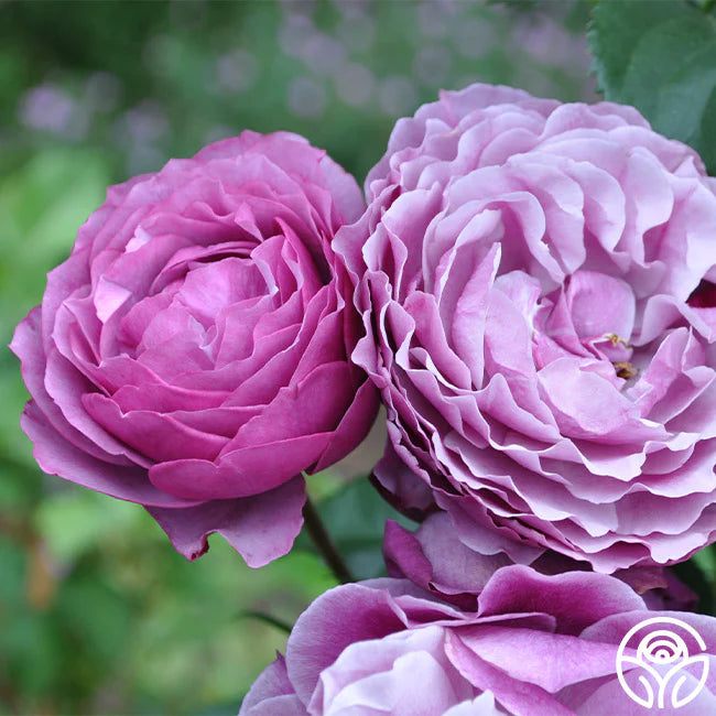 Rose Wild Blue Yonder - Grandiflora - TNP