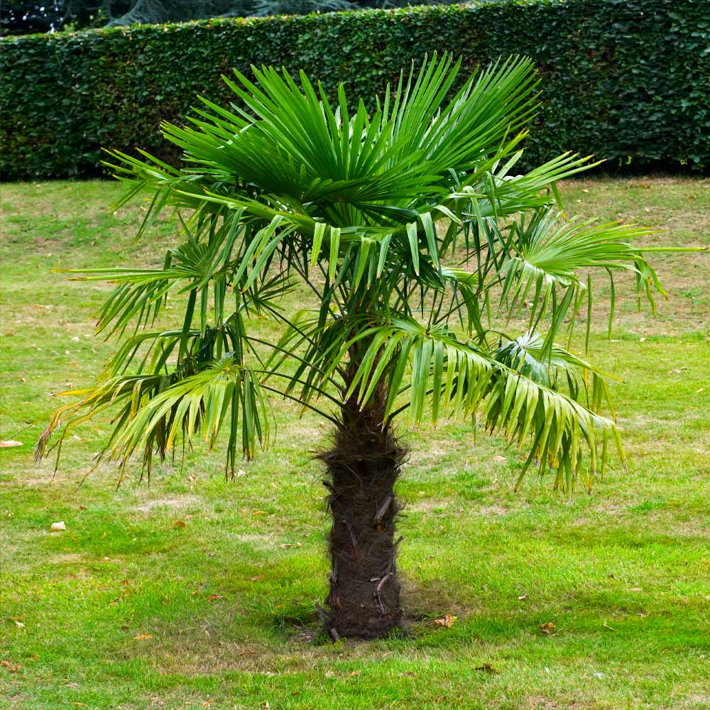 Palm 'Windmill' - 1 Gallon - #31901