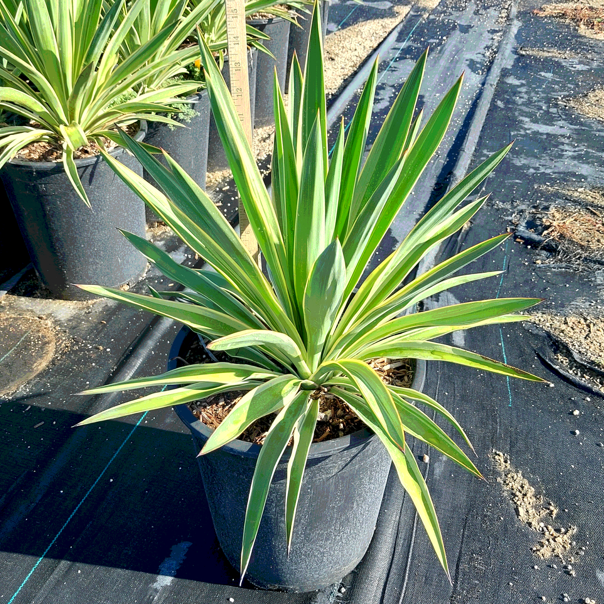 Spanish Dagger Yucca - 5 Gallon - #308