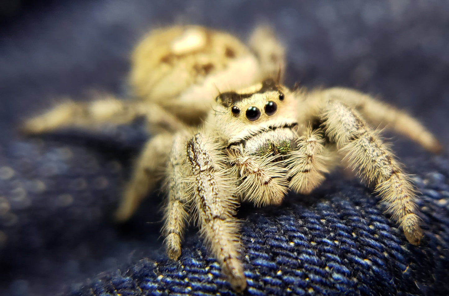 Bold Jumping Spider