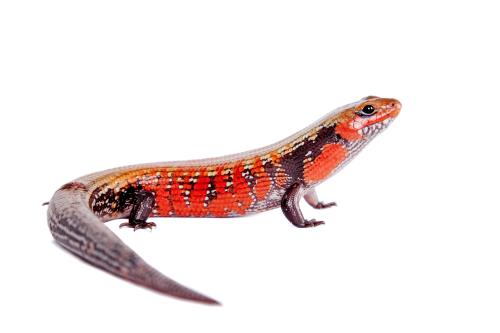 Fire Skink - #29069