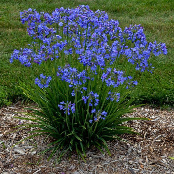 Dwarf Blue Lily of the Nile - 1 Gallon - #491
