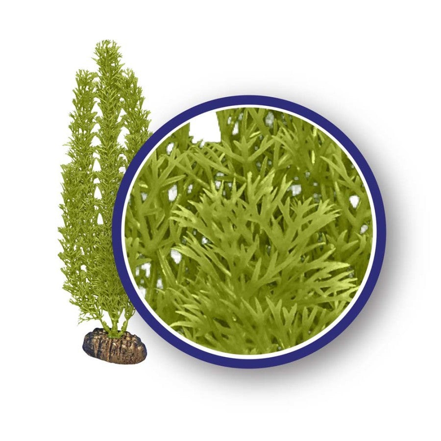 Plant Green Foxtail - 9" - Green - #27997