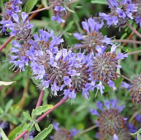 Salvia 'Allen Chickering' - 1 Gallon - #32329