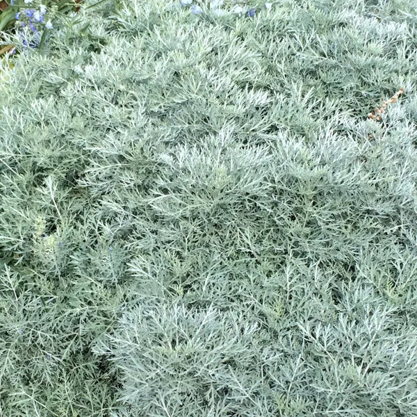 Powis Castle Wormwood - 5 Gallon - #14495