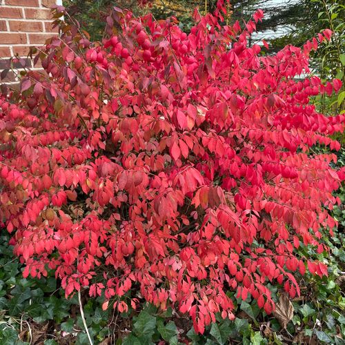Dwarf Burning Bush - 1 Gallon - #32828
