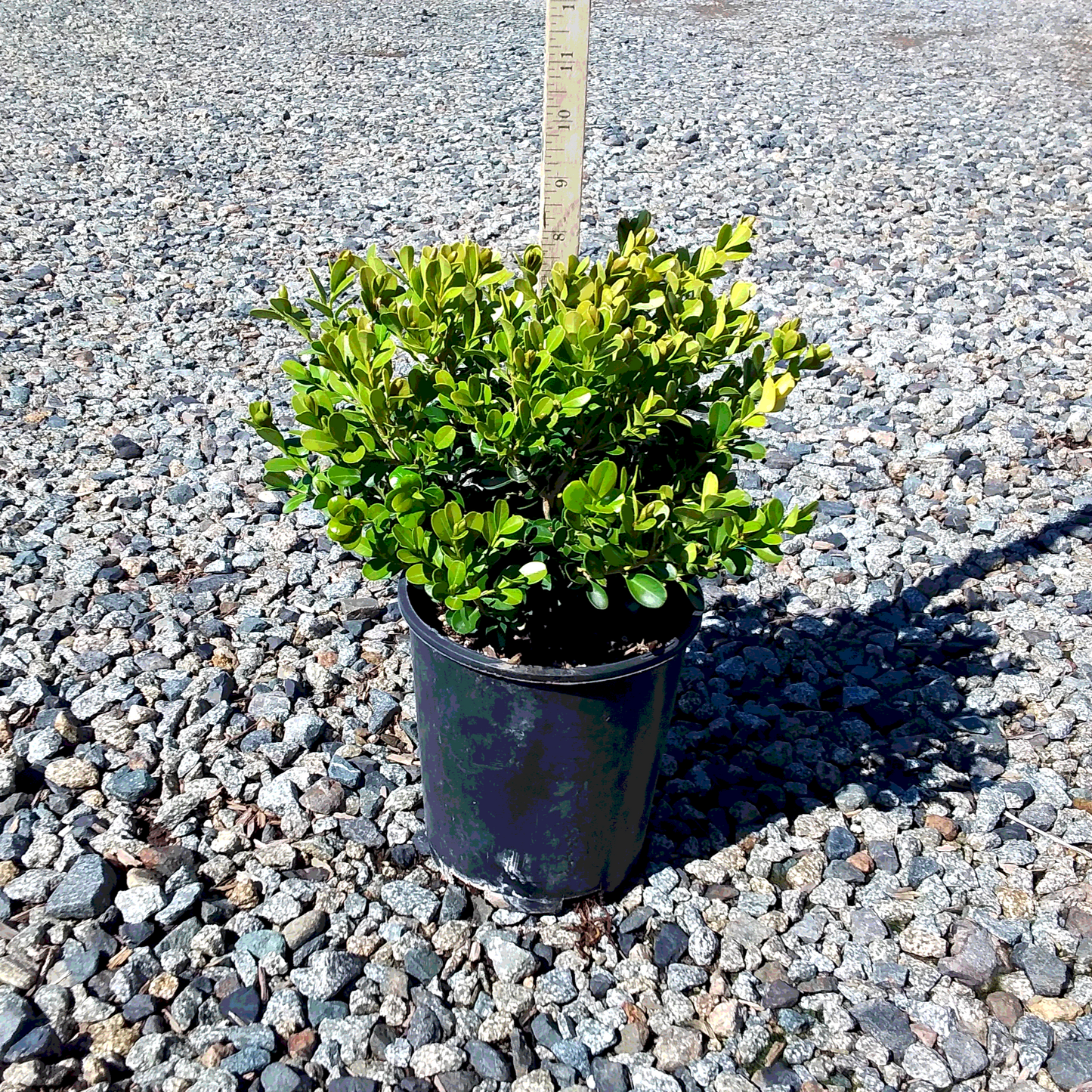 Japanese Boxwood - 1 Gallon - #1348