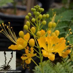 Bird of Paradise 'Phoenix' - 5 Gallon - #32102