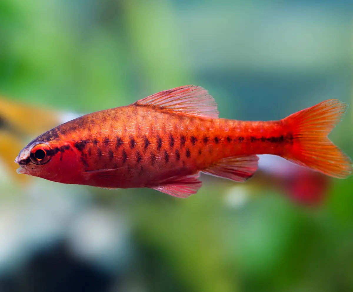 Fish Cherry Barb - #32430