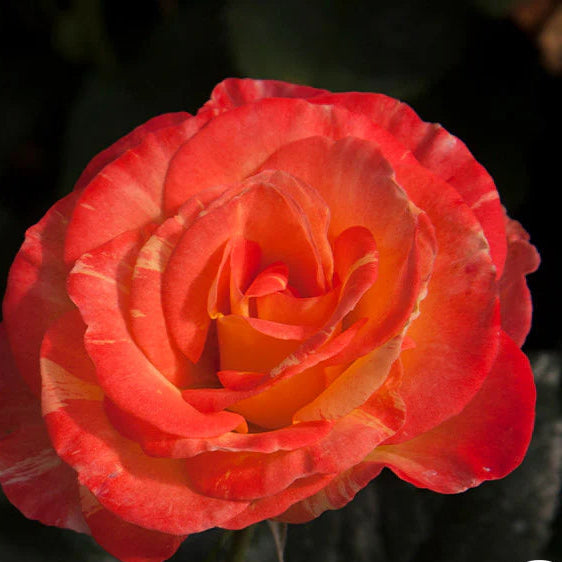 Rose Chihuly - Floribunda - TNP - #27828