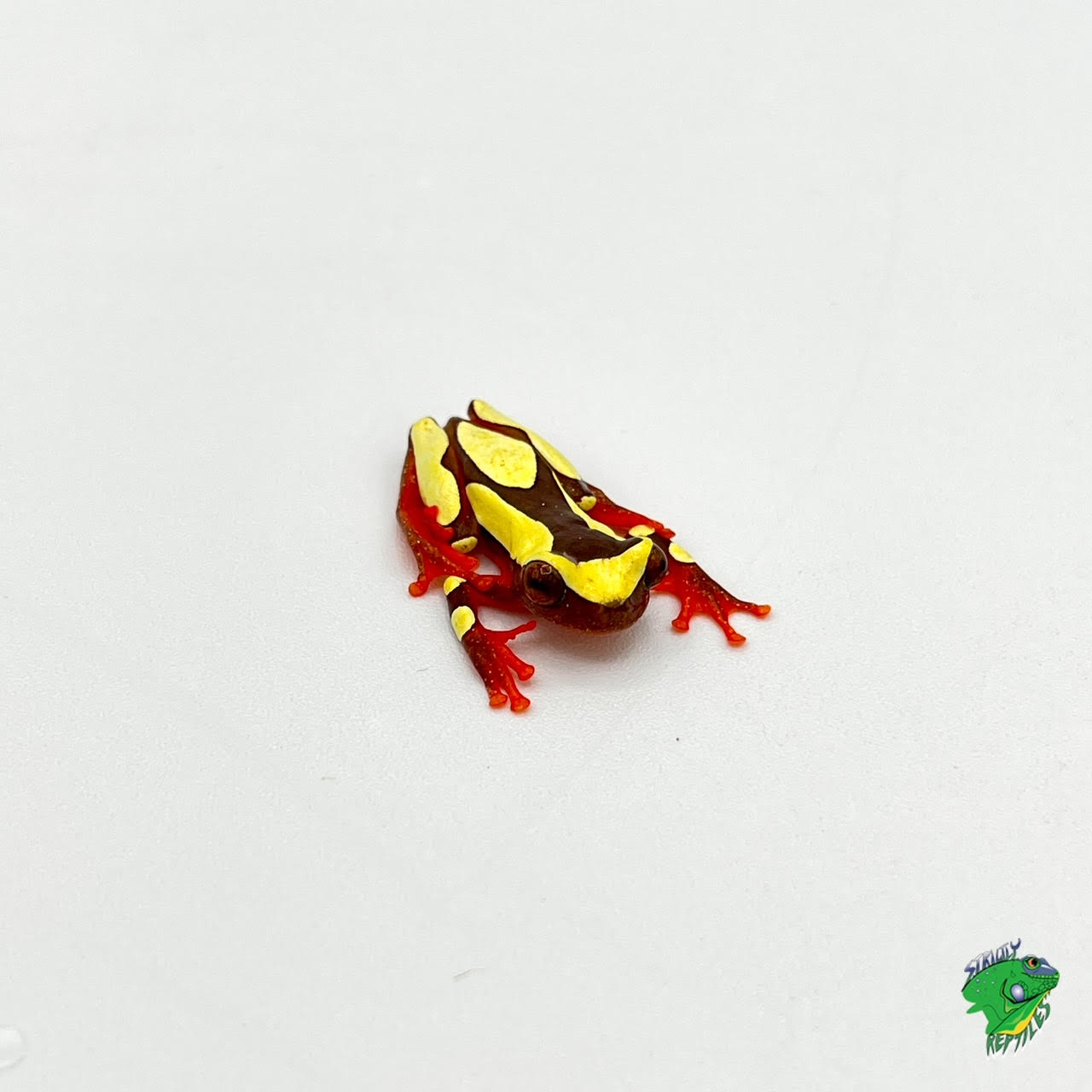 Clown Tree Frog - #33044