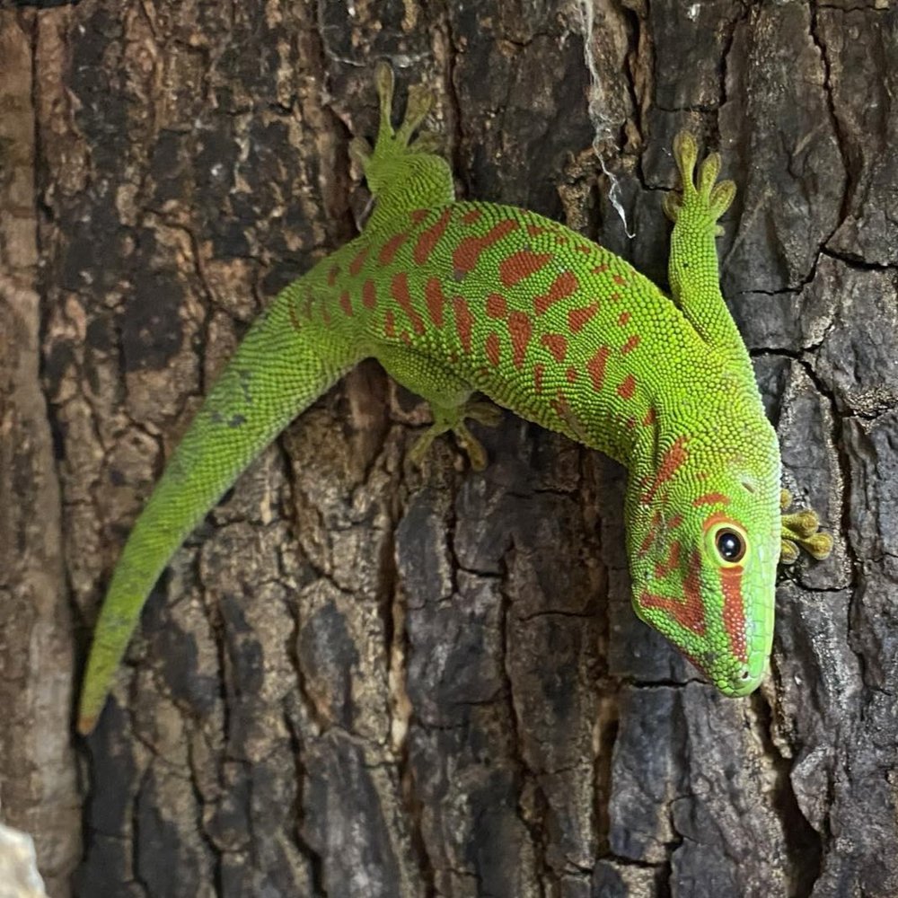 Crimson Giant Day Gecko - #29455