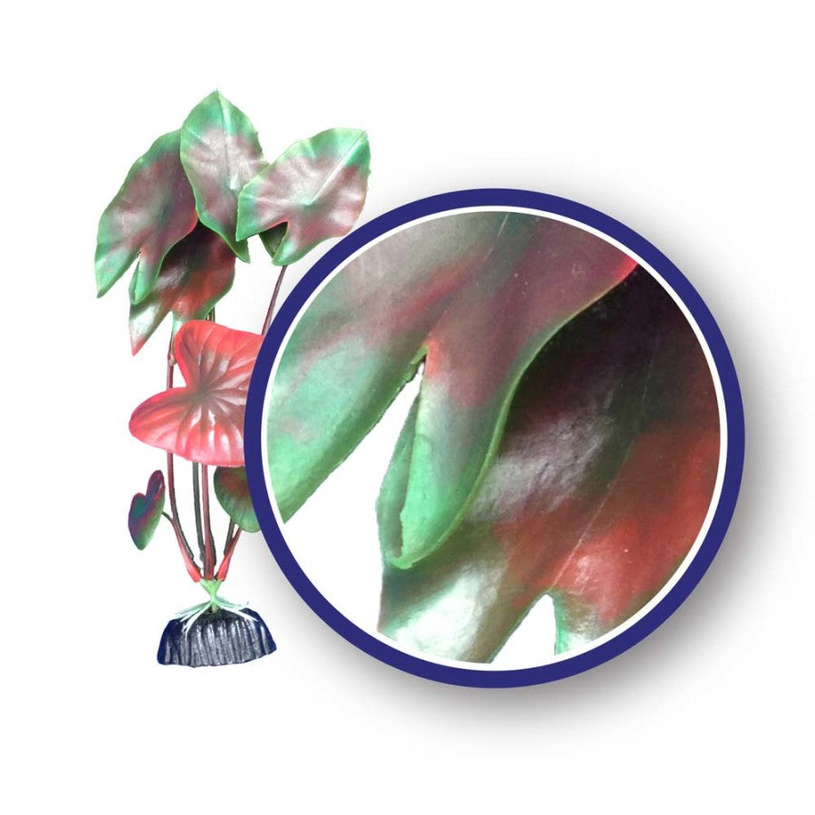 Plant Red Tiger Lotus - 9" - Red - #27998