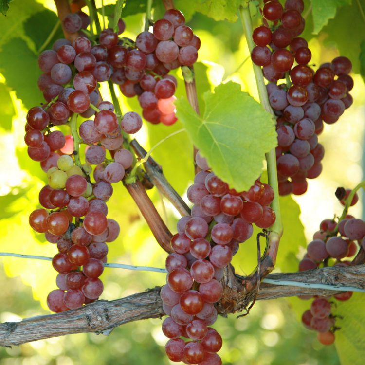Grape 'Suffolk Red Seedless' - 5 Gallon - #31123