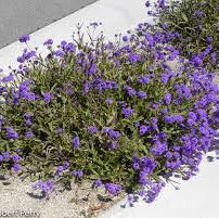 Sandpaper Verbena - 5 Gallon - #212