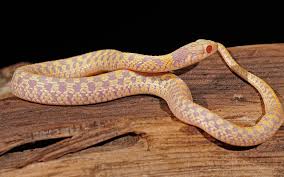 Albino Checkered Garter Snake - #32807