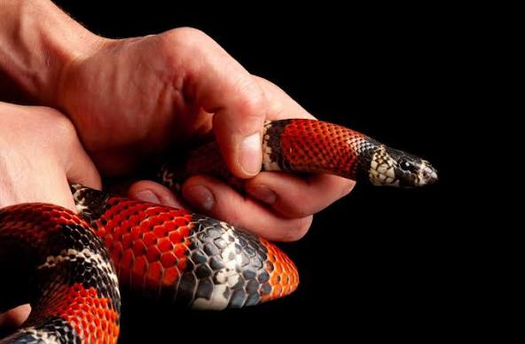 Stuart's Milk Snake - #32547