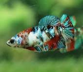 Fish Betta Assorted