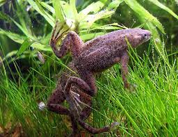 Assorted African Dwarf Frogs