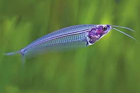 Fish Glass Catfish - #32379