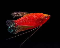 GloFish Gourami Assorted - #32929