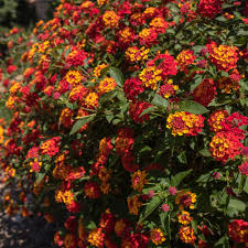 Shazam Lantana - 3 Gallon - #33033