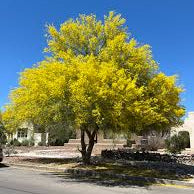 Blue Palo Verde - 25 Gallon