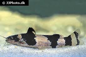 Bumblebee Catfish - #32197